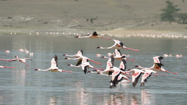 A group of lesser flamingos in flight - Lake Elmenteita - Kenya