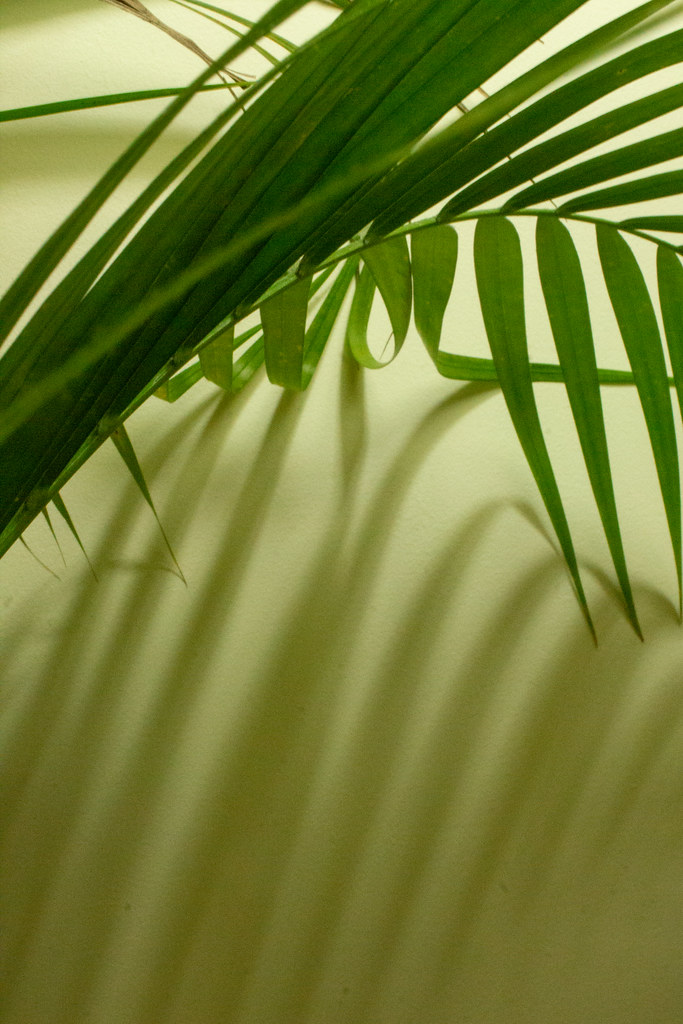 2022 (365 challenge) - Week 51 (light & shadows) - Day 3 - palm leaves