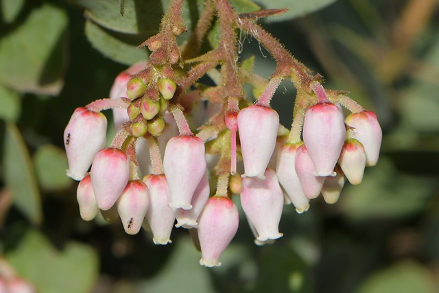 Blushing pink flowers of Bigberry Manzanita