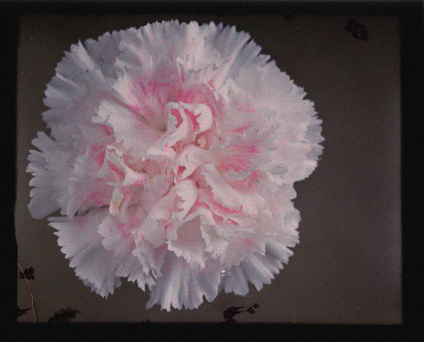 Karl Struss (1886-1981) :: [Pink carnation - single bloom], ca. 1910-1917. Additive color screen plate. | src Amon Carter Museum P1983.24.19