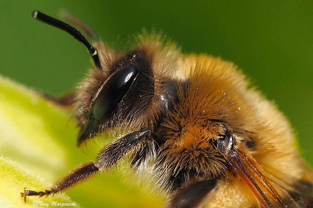 A female worker bee rests.