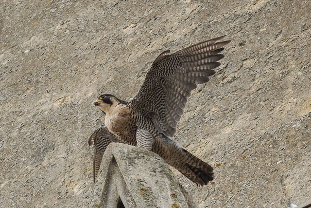 Female peregrine on our local church