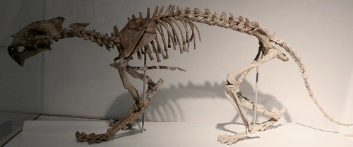 Animal Skeleton Reference 05