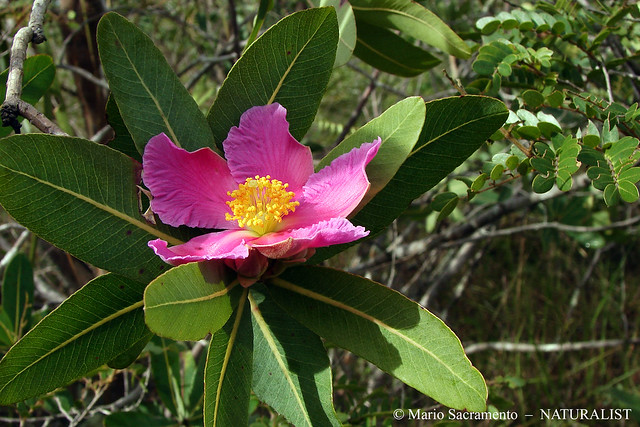 Rosa do Campo (Rose of Savannah) – Kielmeyera rubriflora Cambess. 1828.
