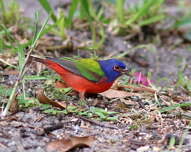 PAINTED BUNTINGS are gifts that come pre-giftwrapped by the greatest giftwrap artist of all time. The Beauty Of God's Creation at Yardbirds Winter Haven Florida USA 12/25/22