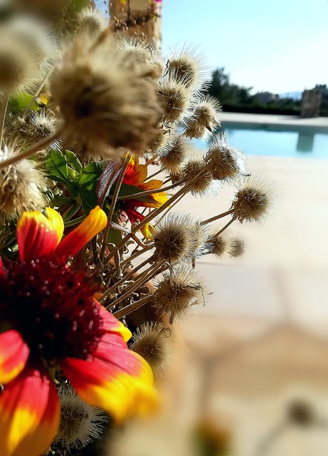 flowers near the pool