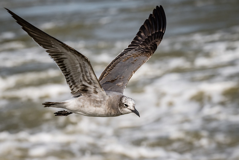 Seagull - in flight