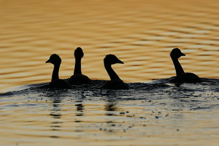 Black Swan Cygnets
