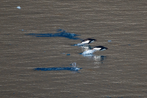 Penguins Porpoising