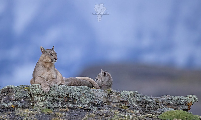 Pumas of Patagonia