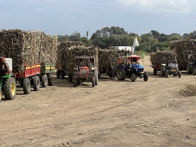 Along with the bullock carts were plenty of tractor- trailers