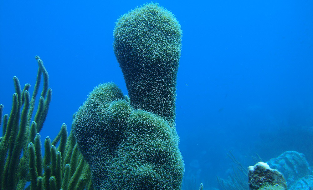 IUCN 紅皮書 pillar-coral-c-francoise-cabad
