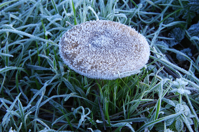 Frozen mushrooms in a frost pocket, Oare Creek