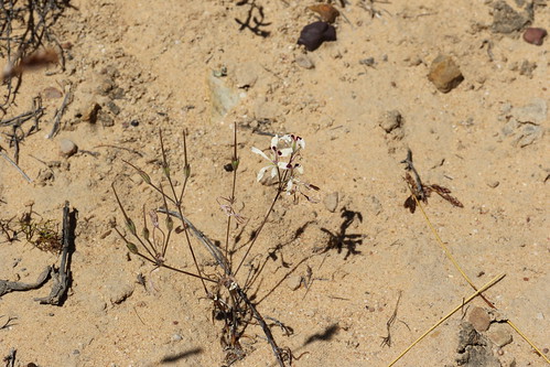 Pelargonium sp. nov. in habitat, a tuberous species.