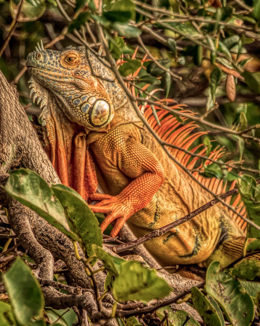 Orange Iguana
