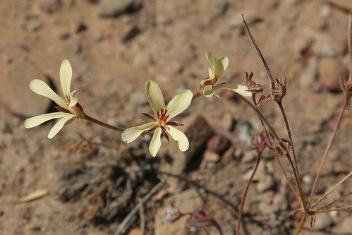 Pelargonium fissifolium in habitat