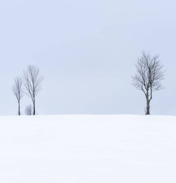 We Three Trees - Covey Hill, Quebec