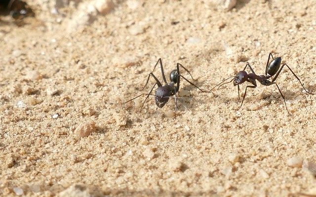 Sahara Ants (Cataglyphis sp.)