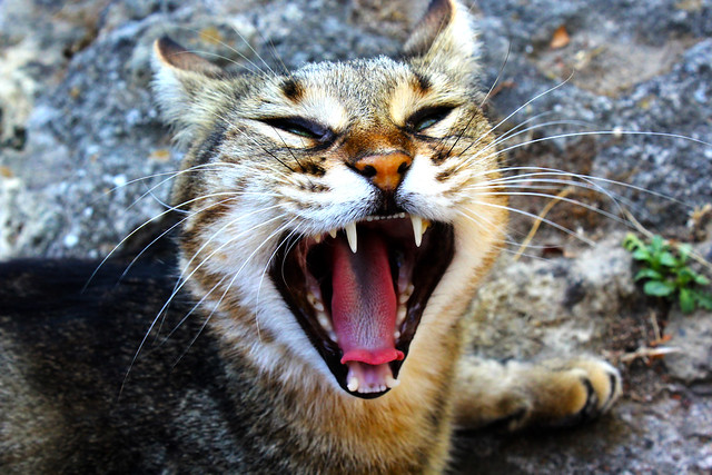 Sbadiglio felino- feline yawn