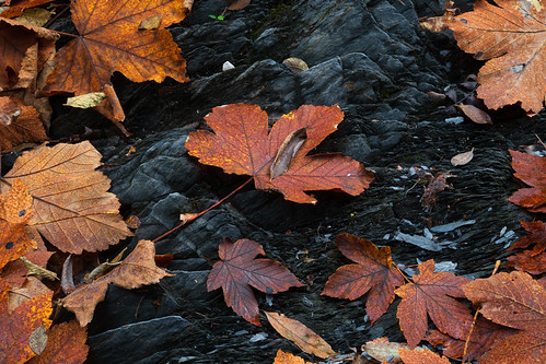 Fallen Leaves by virtualwayfarer, Eager to catch the fall colors, we took a week in late autumn and headed to Austria and Italy for a