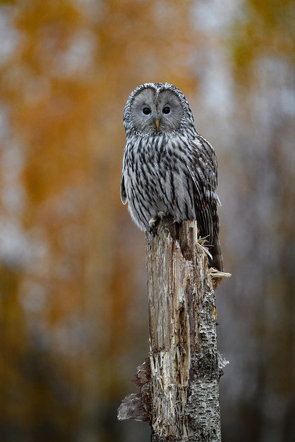 Strix uralensis (Ural Owl, Uralinė pelėda)