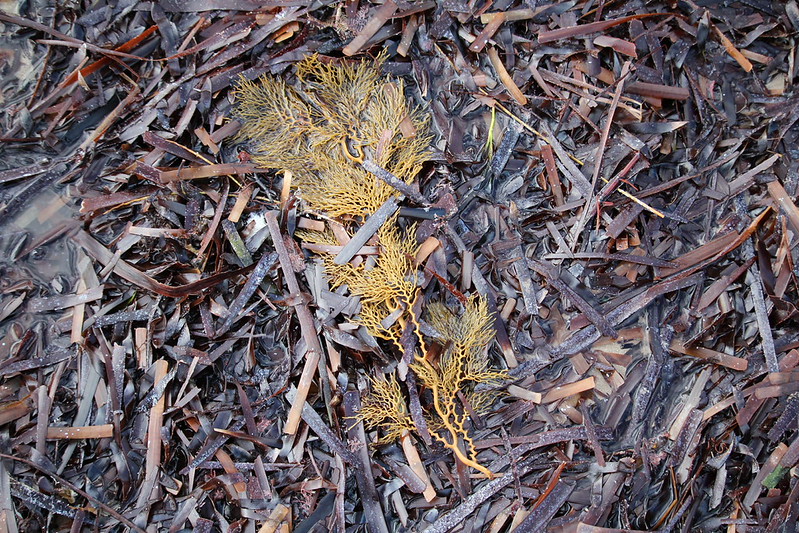 Cystophora retorta