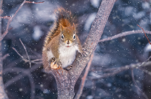 snow squirrel