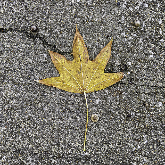 Autumn Leaf [Explored}