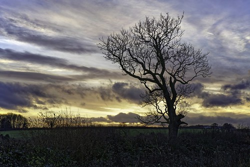 Lone tree at dusk