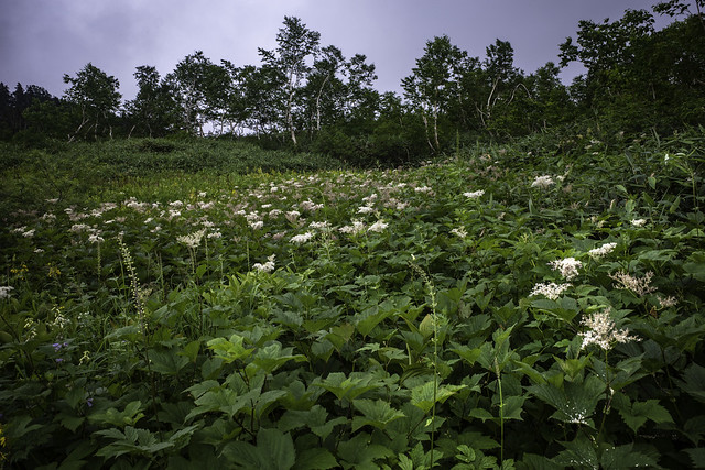 Landscpe with blooming Oni-shimotsuke