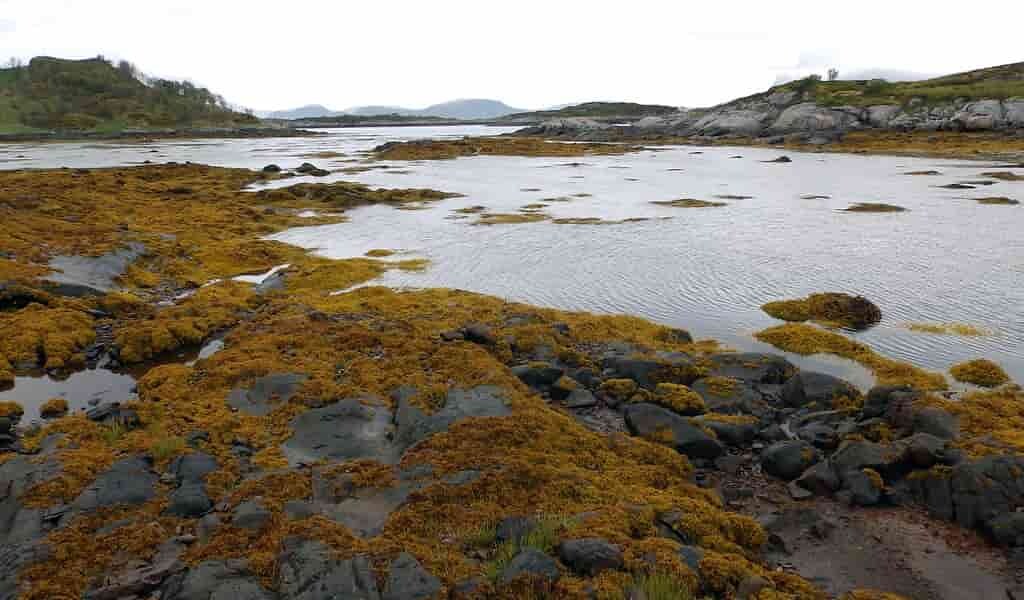 Le mucus pour le climat fourni par les algues brunes