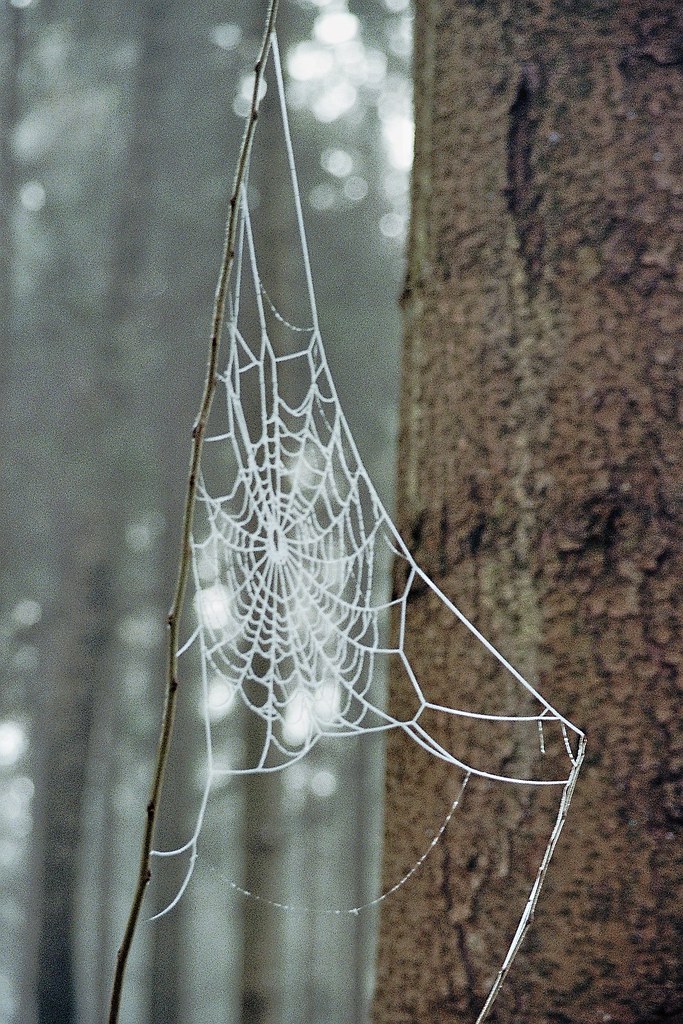 Frosty webs {shot on film}