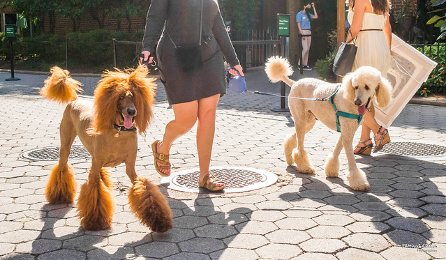 The New Yorkers - Central Park dogs