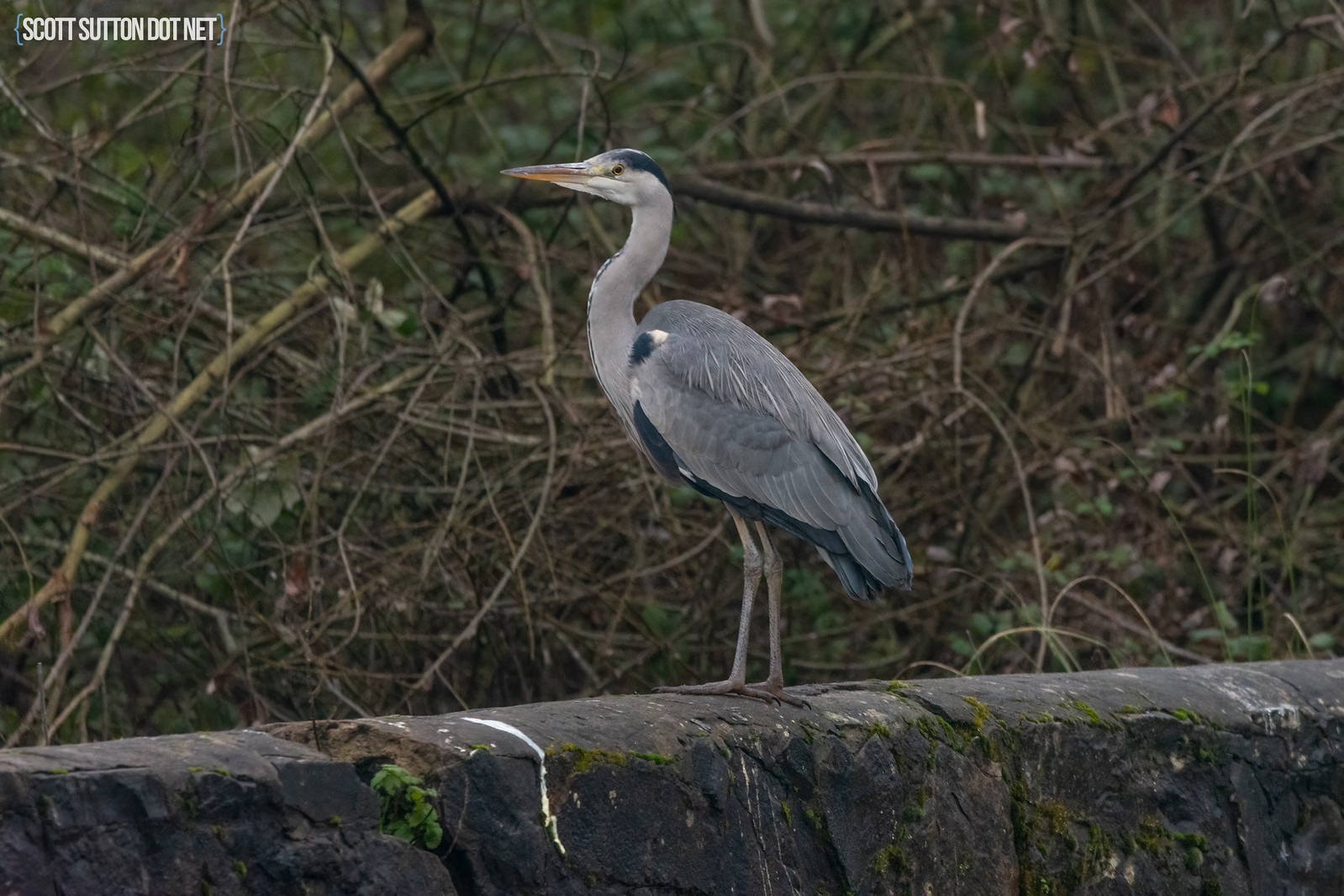 Grey Heron on a Bridge @ Hendre Lake, Cardiff