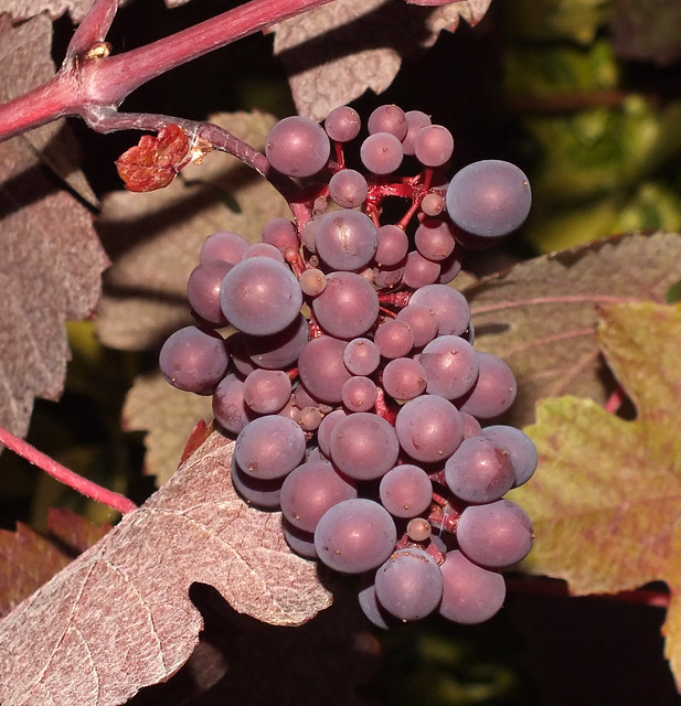 Teinturier grape (Vitis vinifera) fruit