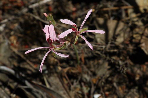 Pelargonium longifolium in habitat