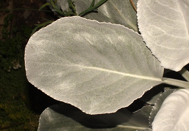Angel wings (Senecio candicans) leaf