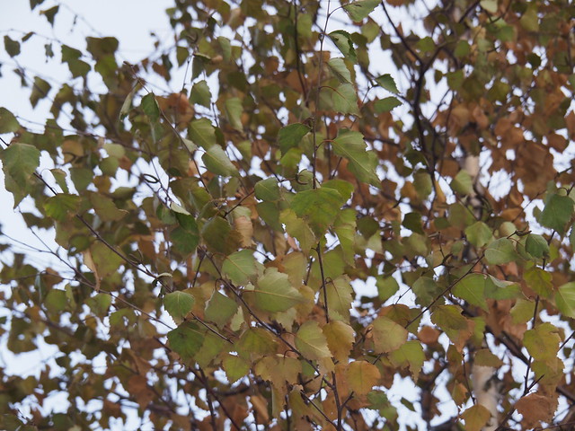 Betula sp. on Dec 25th 2022, Tallinn