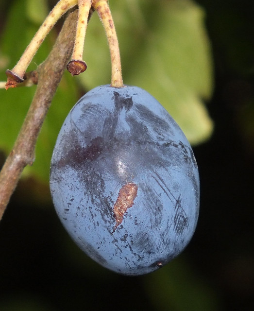 European plum (Prunus (Prunus) domestica) unripe fruit