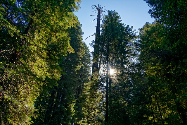 Premium Outdoor Experiences at Humboldt Redwoods State Park