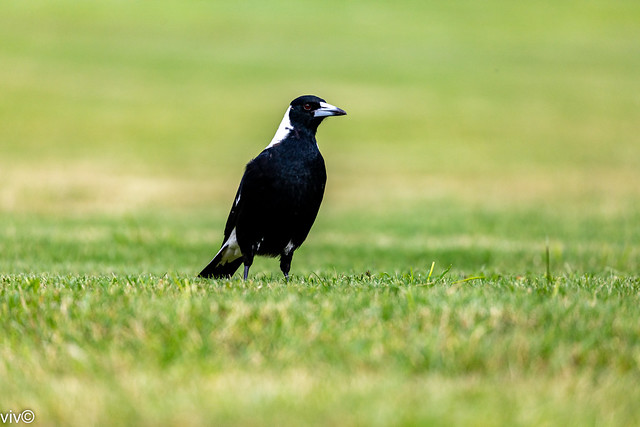 Late morning on a sunny autumn day, an adult Australian Magpie on lunch hunt, ponders briefly at the wetland landscape