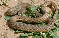 Eastern Montpellier Snake (Malpolon insignitus) female ... (Found by Jean NICOLAS)
