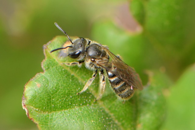 Wild bee on a oak leaf -- maybe Halictidae?