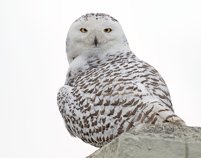 Snowy Owl juvenile