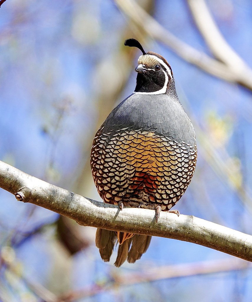 Colorful Quail | Nanaimo, BC | Linda McBride | Flickr