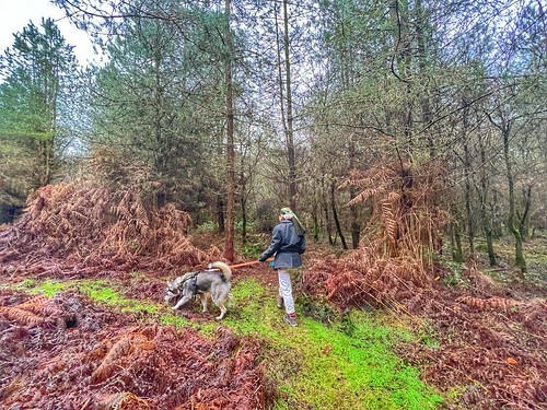Hazel Slade Nature Reserve | by cattan2011