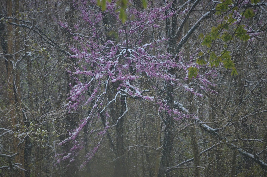 Snow and redbuds | ed zschiedrich | Flickr