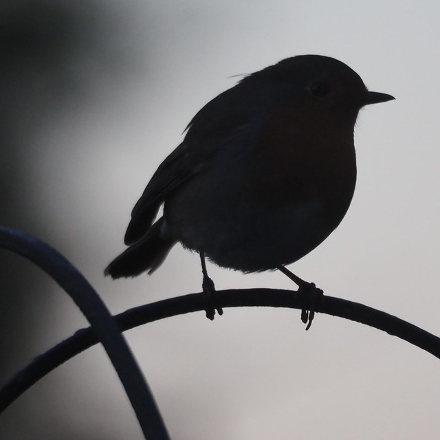 Robin on a branch in silhouette.
