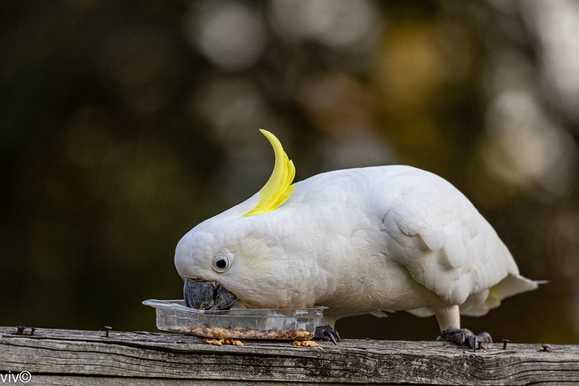 On a sunny spring evening, an adult Cockatoo happily feeds on seeds at our garden - uncropped image