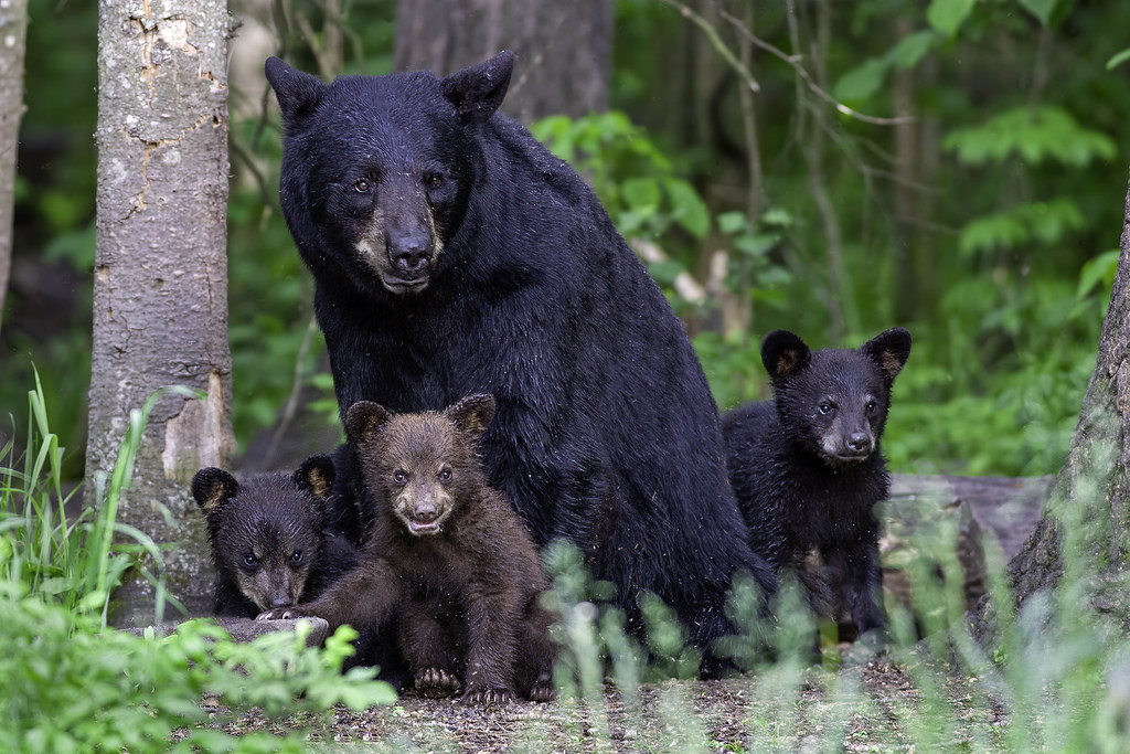 Momma Bear and Her Cubs | I've been going through a lot of w… | Flickr